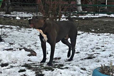 У Борисполі бійцівська собака покусала дітей