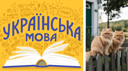 Ukrainian cats don’t “meow”: here’s the correct term for that sound in Ukrainian.